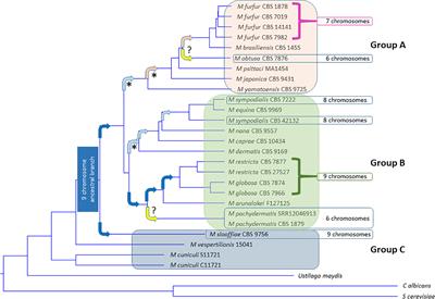 Cutaneous Malassezia: Commensal, Pathogen, or Protector?